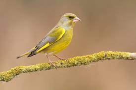 Charnwood Museum Bird Watch